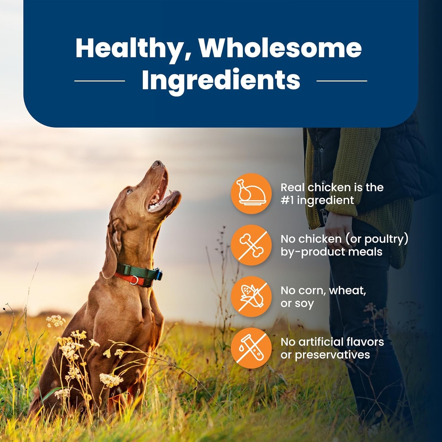 Life Protection Formula Large Breed Adult Dry Dog Food, Promotes Joint Health and Lean Muscles, Made with Natural Ingredients, Chicken & Brown Rice Recipe, 30-Lb Bag